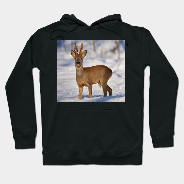 Roe buck in the snow Hoodie by naturalis